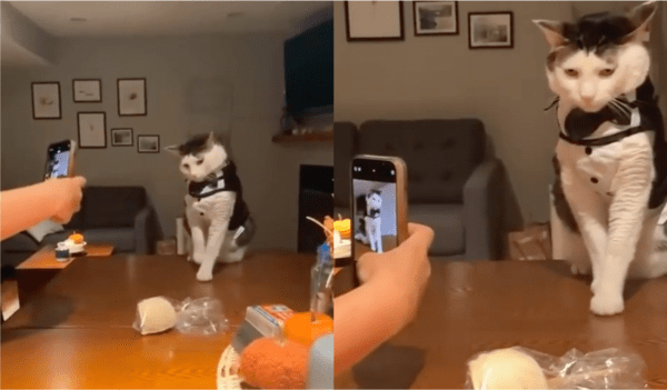 출처 : Reddit / 모델 포즈를 취하고 있는 고양이