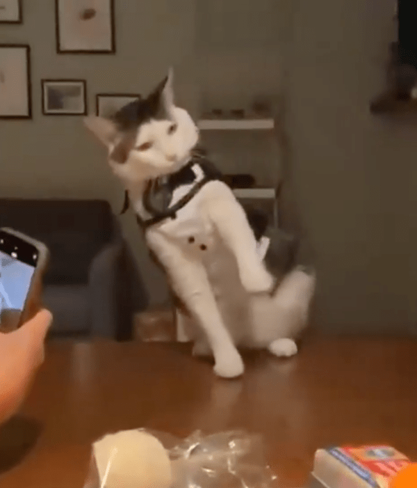 출처 : Reddit / 사진을 찍다 넘어져 버린 고양이