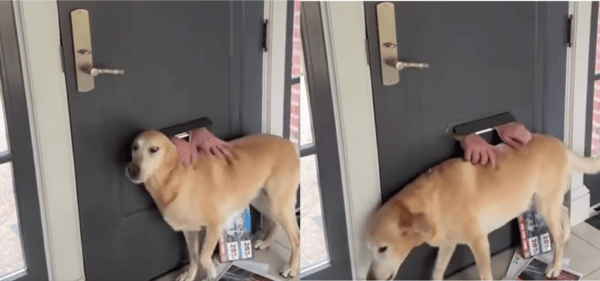 출처 : Reddit / 문구멍으로 나온 손에 다가가는 리트리버