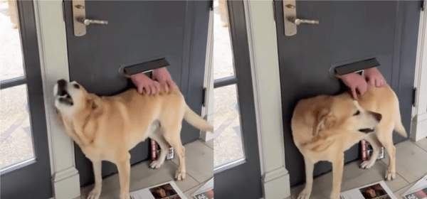 출처 : Reddit / 손길이 너무 즐기고 있는 리트리버