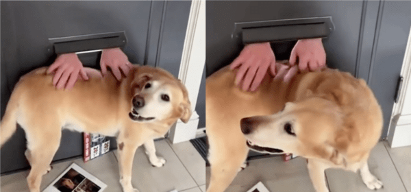 출처 : Reddit / 순둥순둥한 리트리버를 열심히 만져주는 의문의 손