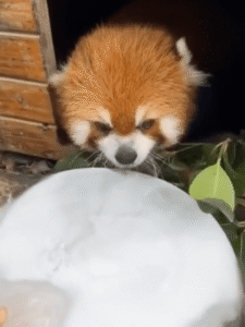 올해 여름은 ㅇㅇ없이 못살아! 레서판다의 여름 대처 능력은?