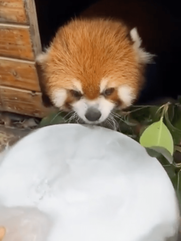 출처 : Reddit / 엄청 큰 얼음이 레서판다에게 다가오는 중