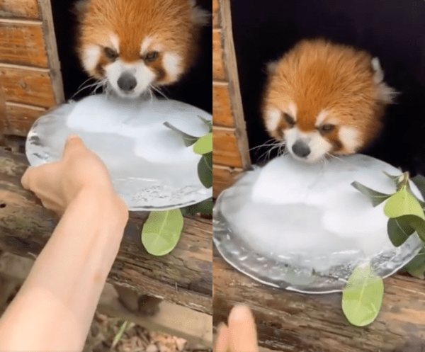 출처 : Reddit / 더위를 식힐 수 있게 얼음을 가져다주는 사람