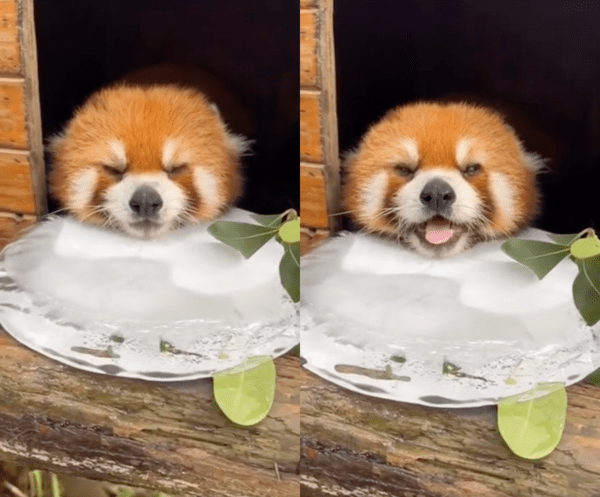 출처 : Reddit / 얼음 위에 턱을 올려놓고 행복한 레서판다