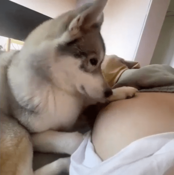 출처 : Reddit / 주인의 임신한 배에 손을 올리고 있는 허스키