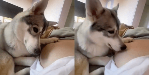 출처 : Reddit / 움직이는 주인의 배를 핥아보는 허스키