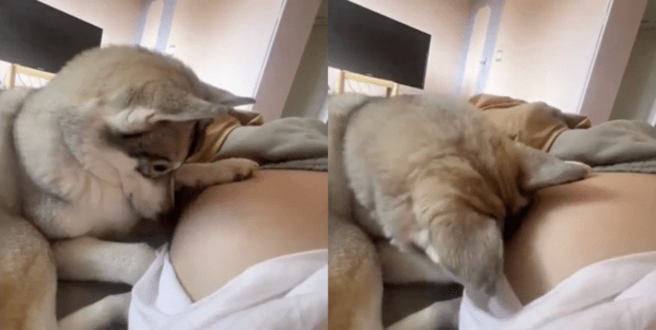 출처 : Reddit / 태아를 찾으려는 듯한 허스키의 행동