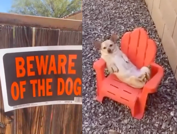 출처 : Reddit / 맹견의 정체는 바로 귀여운 치와와