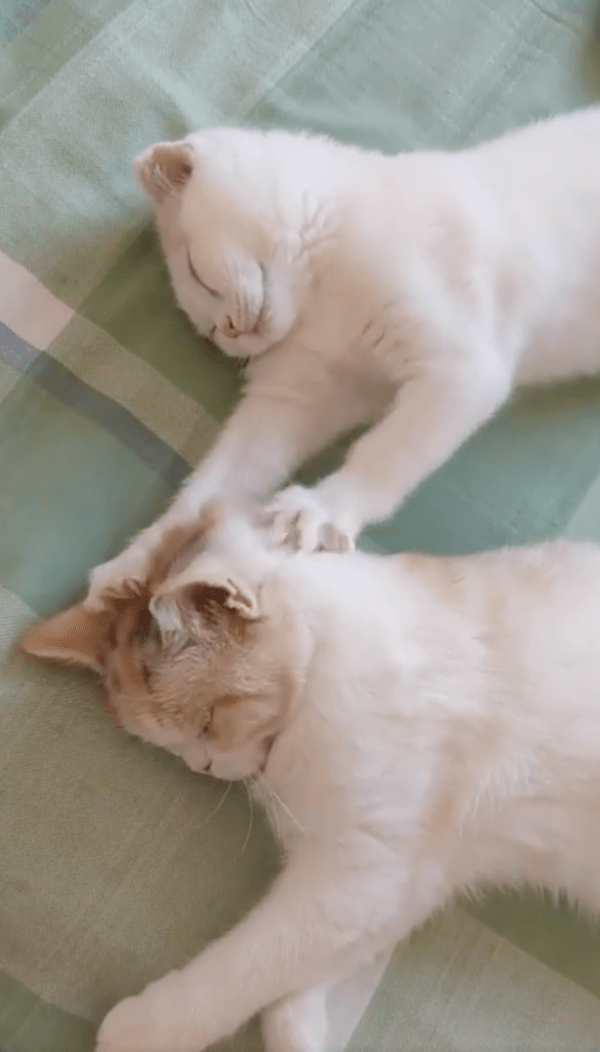 출처 : Reddit / 고양이 뒤통수에 꾹꾹이 중인 고양이