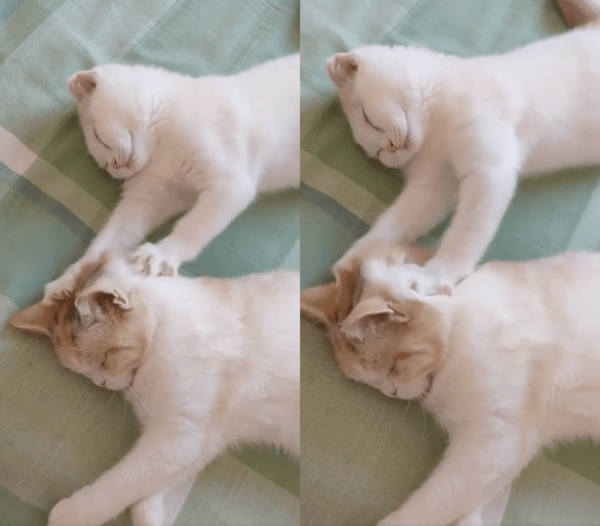 출처 : Reddit / 마사지하는 고양이와 마사지받는 고양이