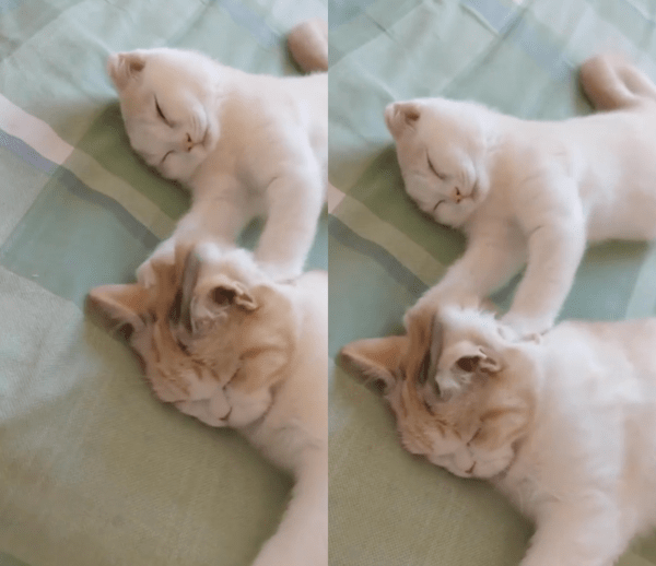 출처 : Reddit / 낮잠 자면서 꾹꾹이하고, 받는 고양이 가족