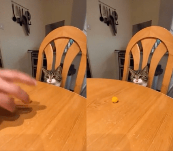 출처 : Reddit / 식탁 위에 간식을 올려놓은 주인과 그를 바라보는 고양이