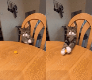 “누가 보기 전에 내가 먼저 먹어야지!” 고양이의 그 다음 행보은?