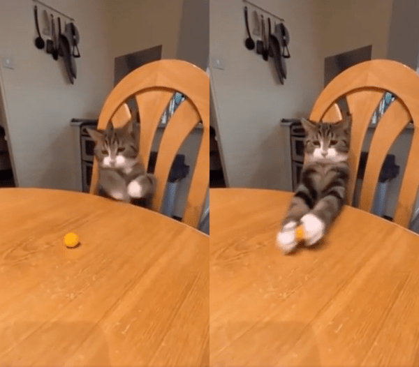 출처 : Reddit / 간식을 잡은 고양이의 두 앞발