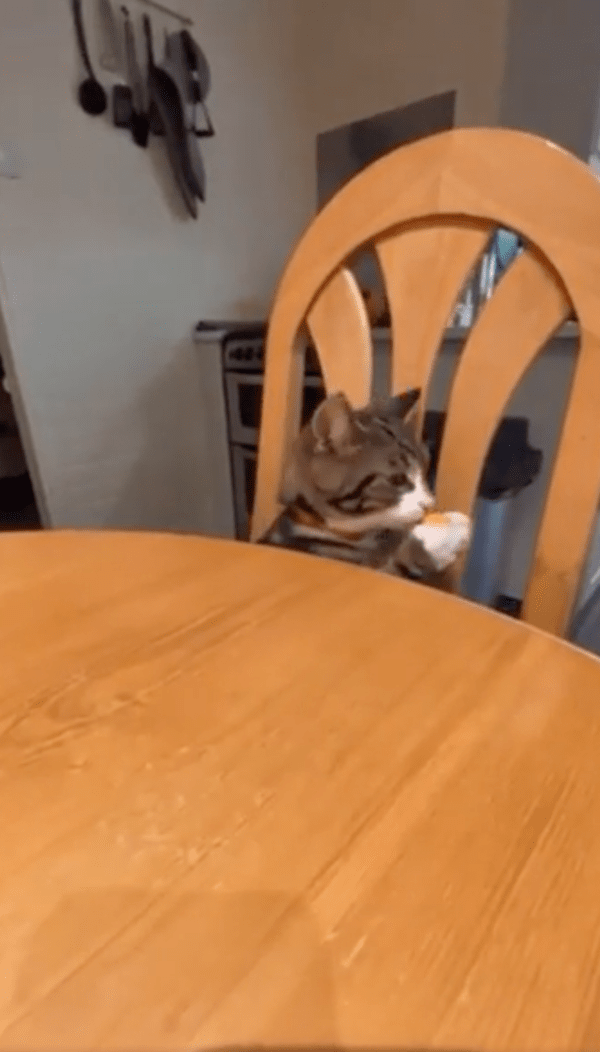 출처 : Reddit / 간식을 잡고 떠나버리는 고양이