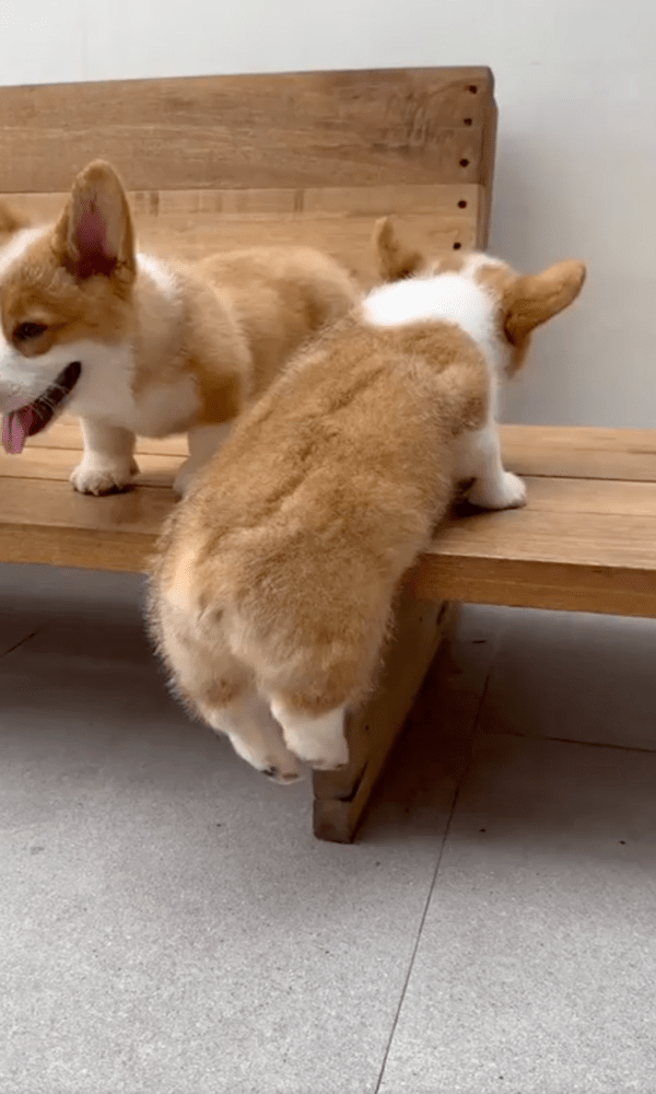 출처 : Reddit / 짧은 다리로 의자를 오르려는 아기 웰시코기