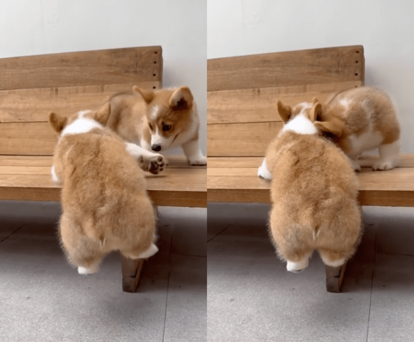 출처 : Reddit / 아기 웰시코기에게 다가와 밀어버리는 형제