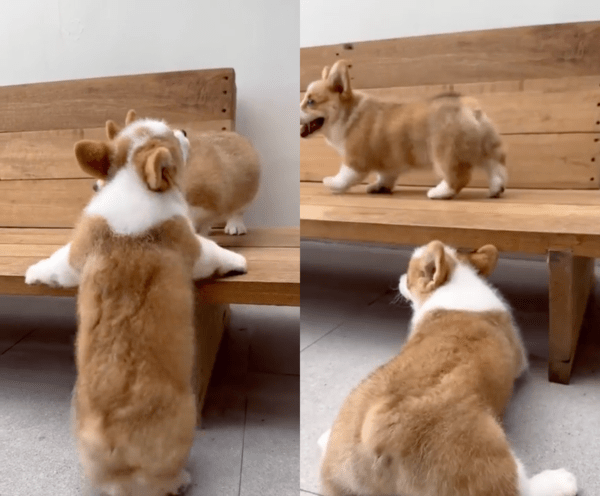 출처 : Reddit / 밀어 버리고서는 유유히 떠나버리는 형제