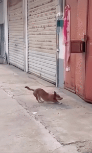 강아지의 스트레칭은 더 큰 일을 위한 과정일 뿐…