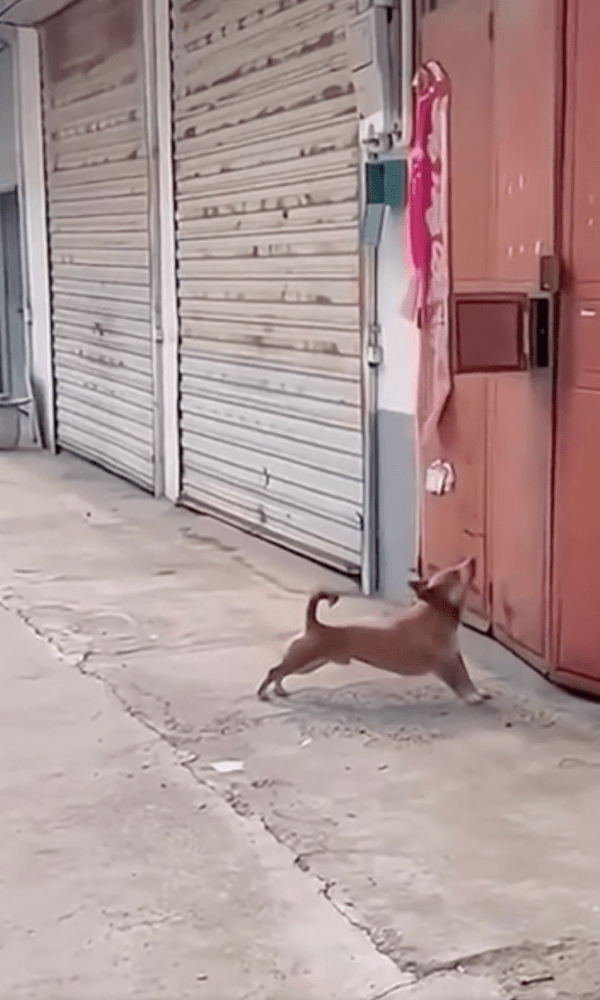 출처 : Reddit / 문 앞에서 뒷다리도 푸는 강아지