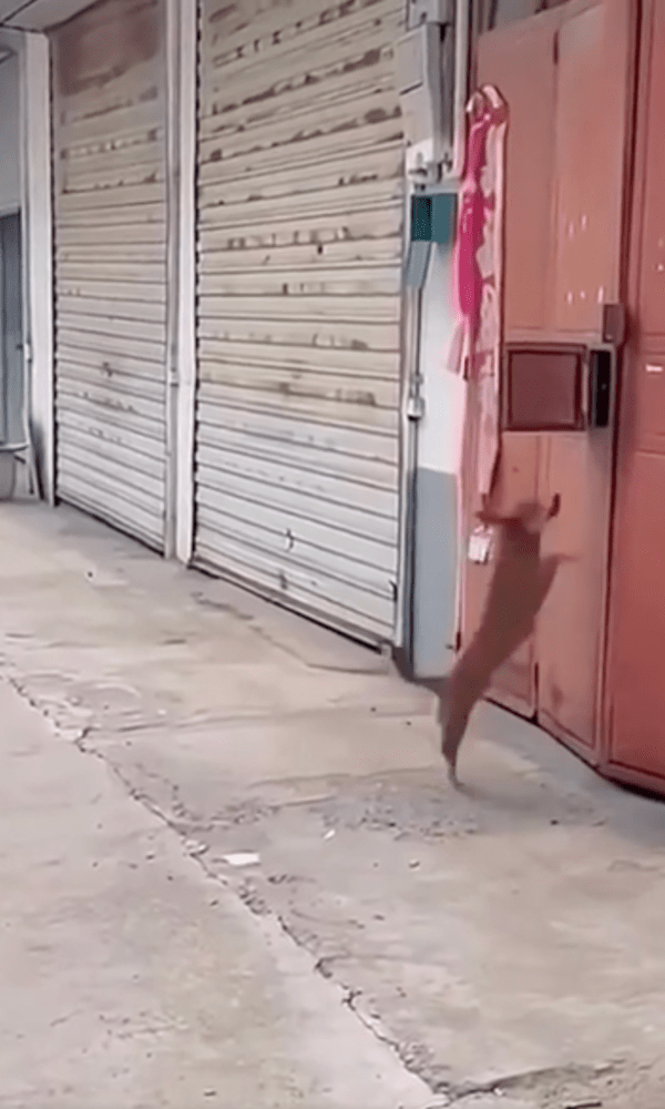 출처 : Reddit / 점프해서 집 안으로 들어가려는 강아지