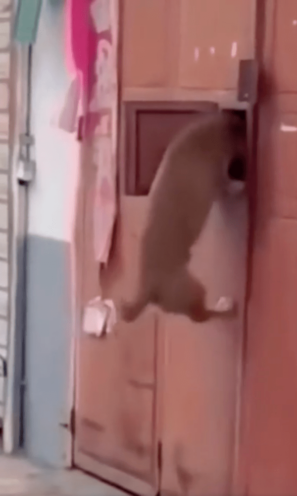 출처 : Reddit / 점프해서 집 안으로 들어간 강아지