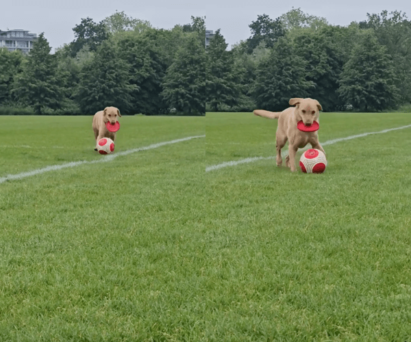 출처 : Reddit / 프리스비와 축구공을 동시에 다룰 수 있는 리트리버