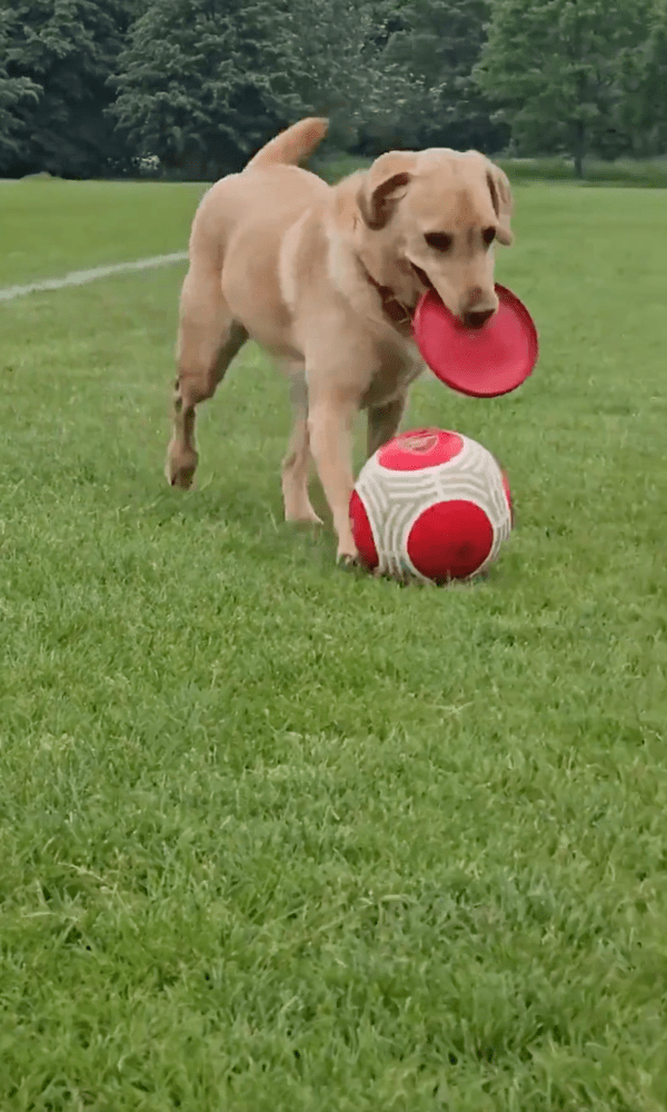 출처 : Reddit / 스포츠를 좋아하는 리트리버