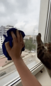 “우리는 반려 가족이니까 청소도 같이하는 게 맞지!”