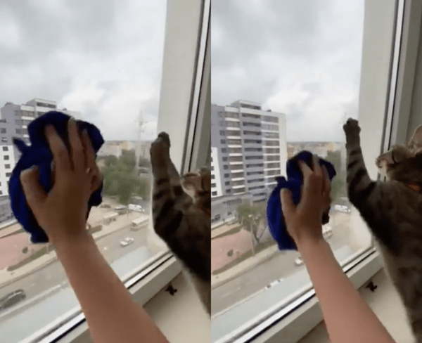 출처 : Reddit / 엄마와 함께 창문을 닦는 고양이