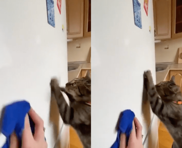 출처 : Reddit / 냉장고 닦는 데 도움을 주는 고양이