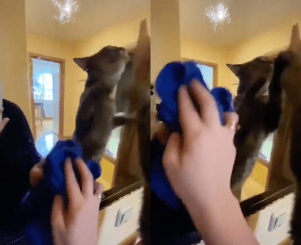 출처 : Reddit / 거울을 닦는 주인과 고양이