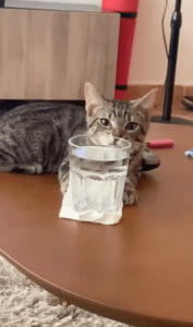 식탁보 빼기 마술을 하려던 고양이의 실수