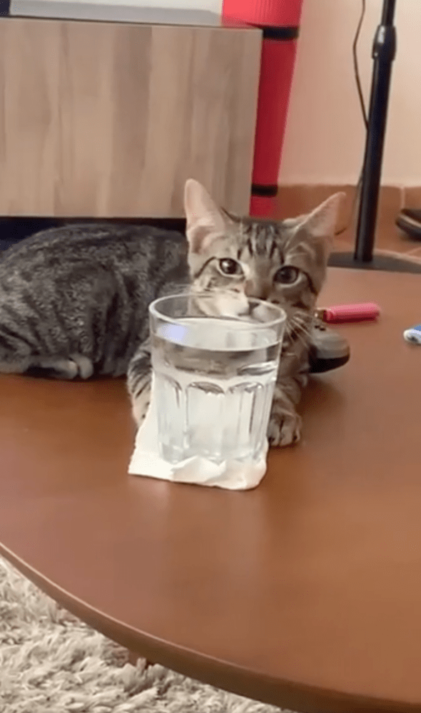 출처 : Reddit / 물컵 앞에 엎드려 있는 고양이