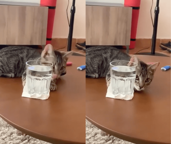 출처 : Reddit / 물을 마시려 할짝거리는 듯한 고양이