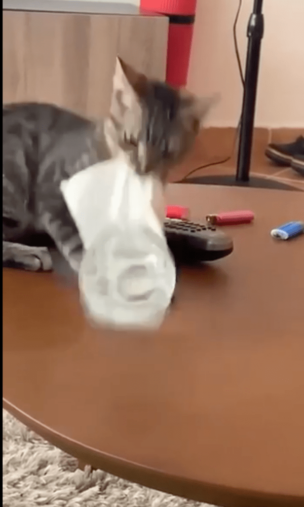 출처 : Reddit / 물컵 밑에 있는 냅킨을 당겨버린 고양이