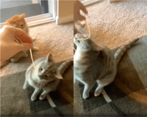 냥생 최대의 적은, 파스타면?