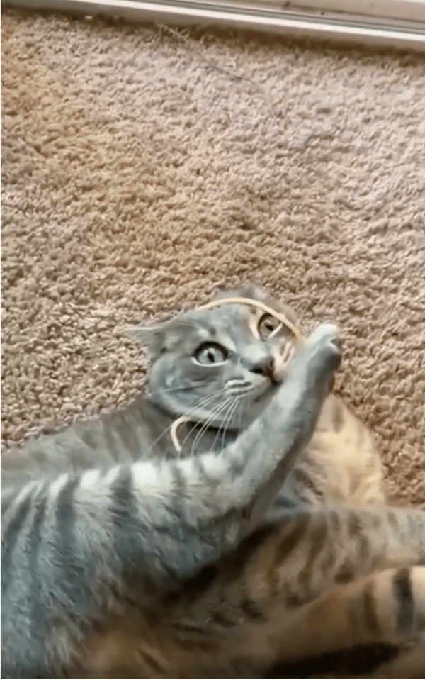 출처: Reddit / 고장난 고양이