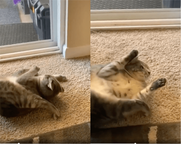 출처: Reddit / 파스타 면이 싫은 고양이