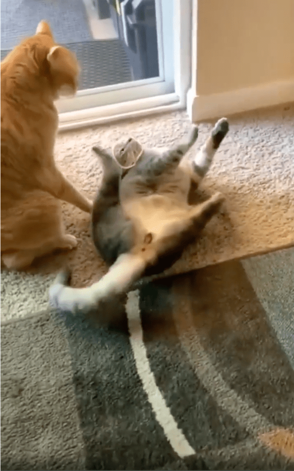 출처: Reddit / 파스타 면을 떼어내고 싶은 고양이