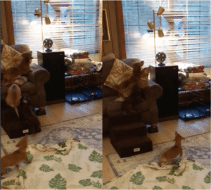 네 마리의 강아지를 사로잡은 장난감, 이걸로 하루 종일 놀 수 있어요