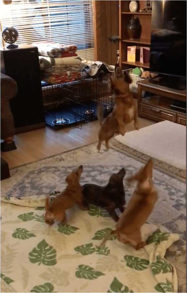 출처: Reddit / 점프하는 강아지