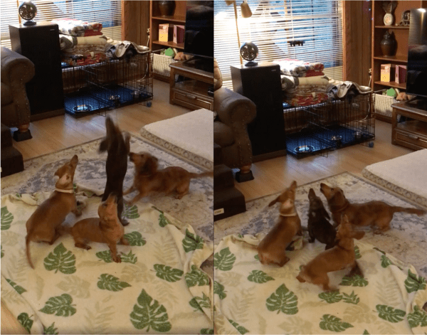 출처: Reddit / 드론과 하루종일 노는 강아지들