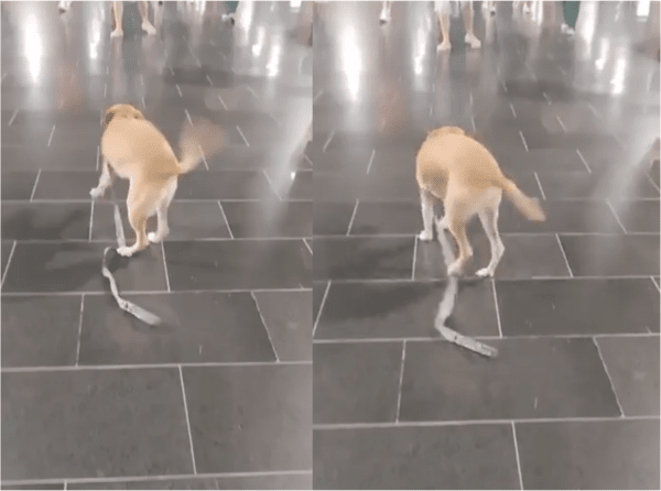 출처: Reddit / 주인향해 달려가는 강아지