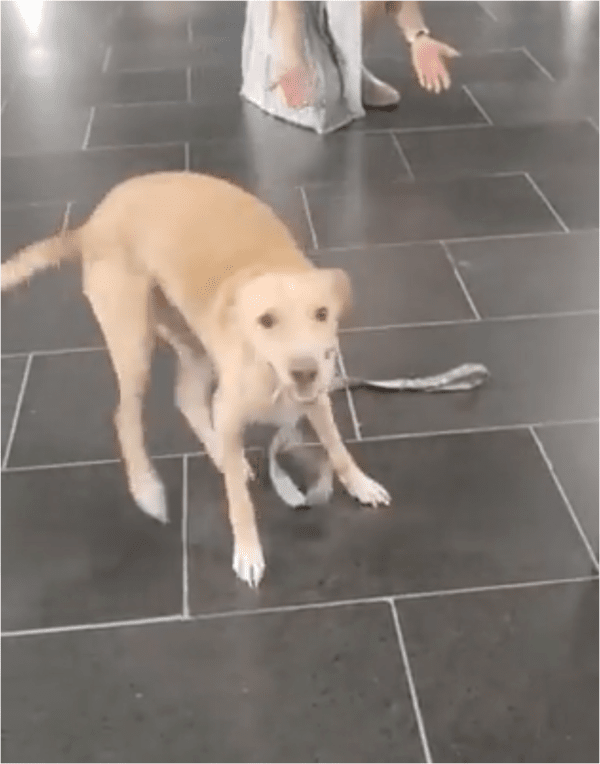 출처: Reddit / 기쁨을 주체할 수 없는 강아지