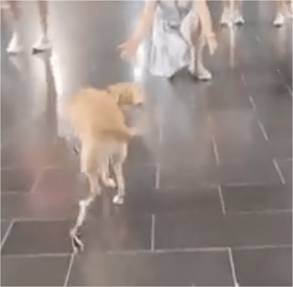 출처: Reddit / 주인이 반가운 강아지