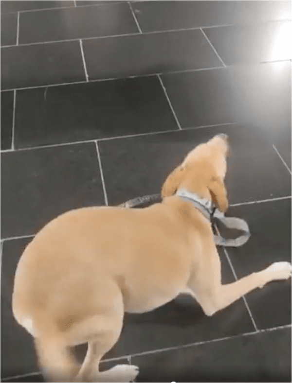 출처: Reddit / 기분 좋은 강아지