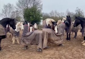 가짜 말을 본 진짜 말들의 반응은?