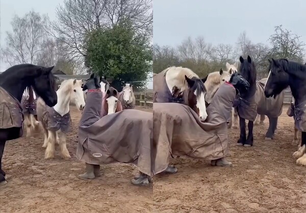 출처: Reddit / 말 울타리에 들어온 가짜 말